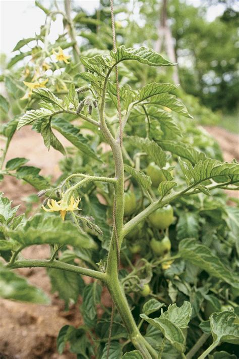 Broken Tomato Plant How To Create Near Infinite Clones Of Your
