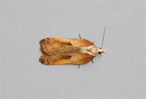 Acleris Cristana Tufted Button Yorkshire Micro Moths The Micro