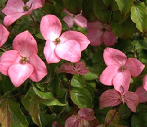 Cornus Kousa Radiant Rose Pink Flower Japanese Dogwood Kigi Nursery