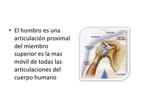 Fisiologia Del Hombro