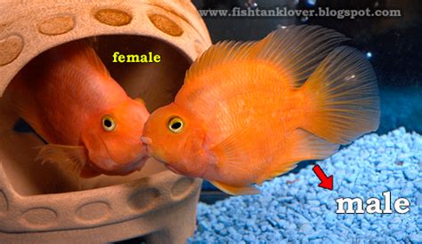 How To Find Parrot Fish Male Or Female