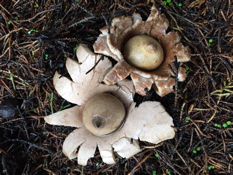 Such An Unusual Fungus An Earthstar Fungi Unusual Stuffed Mushrooms