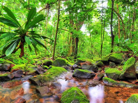Exotic Tropical Landscape Jungle Flow Stones Rocks With
