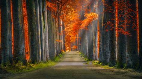 Forest Path Wallpaper 4k Trunks Trees Woods Autumn Leaves Road