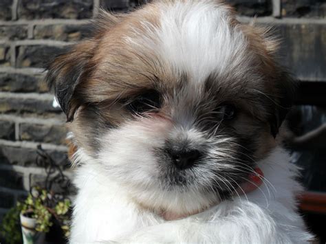 Our owner was going into a nursing home. MALTESE/SHIH TZU PUPPIES FOR SALE | Bingley, West Yorkshire | Pets4Homes