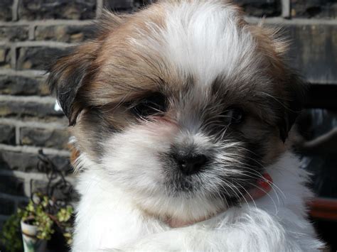 4 different housetraining methods potty training shih tzus. MALTESE/SHIH TZU PUPPIES FOR SALE | Bingley, West ...