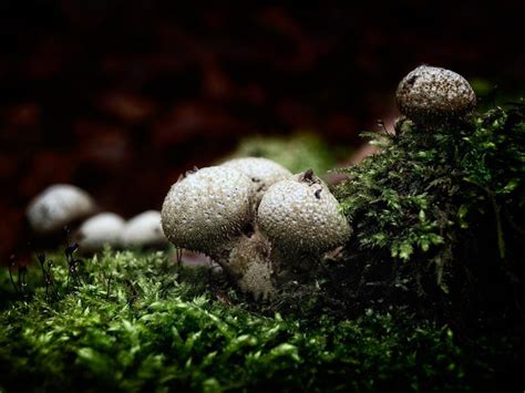 White Fungus Balls In Soil Naturallist