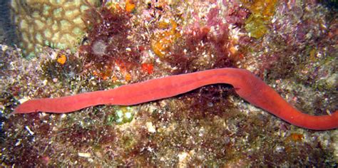 Anders Poulsens Dive Page Underwater Pictures Nemertea Worms