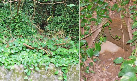 The site owner hides the web page description. 沖縄県のガマと地下壕：安次嶺金満御嶽地下の壕（護部隊六 ...