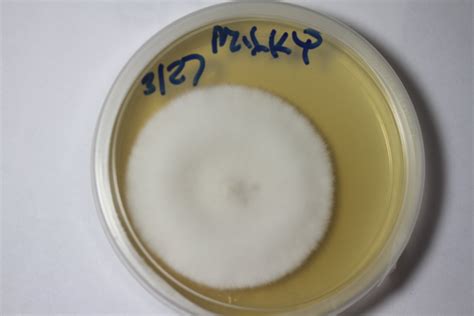 Eatable Mushroom Mycelium On Agar Gourmet And Medicinal Mushrooms