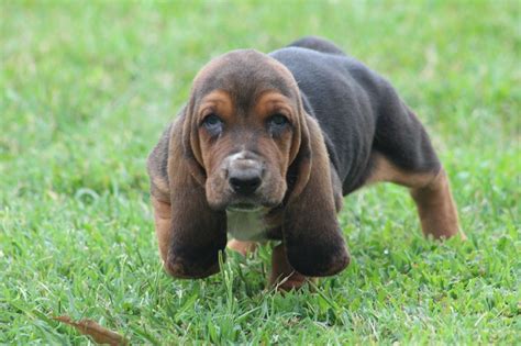 They can be seen with both mum & dad who are our family pets. Amedelyofpotpourri: Basset Hound For Sale Ga