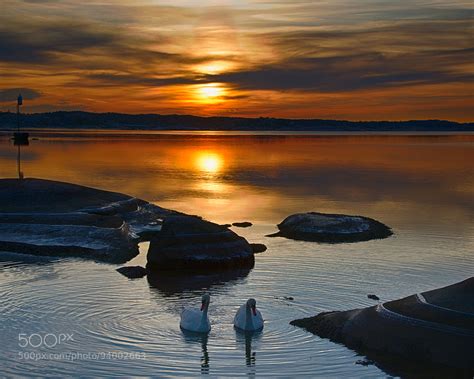 New On 500px Swans In The Sunset By Jrl Chae H Bae Blog
