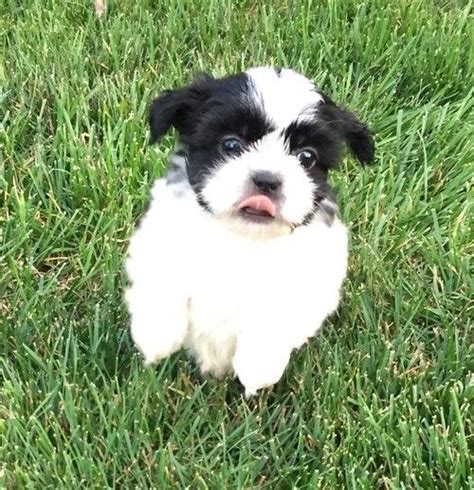 Why buy a puppy for sale if you can adopt and save a life? Shih Tzu Puppies For Sale | Grand Rapids, MI #259205