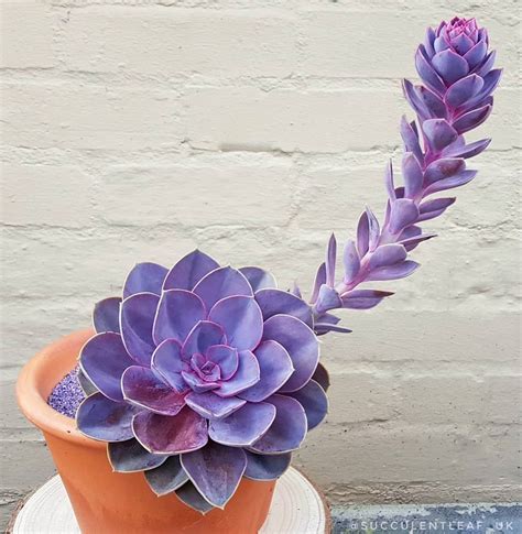 Succulent Plants On Instagram “🤷🏼♀ Echeveria Purple Pearl Loving