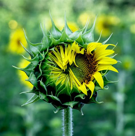 Sunflower Mckee Beshers Wildlife Management Area Montgome Flickr