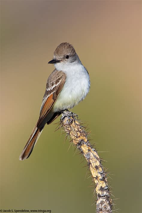 We did not find results for: Ash-throated Flycatcher 4