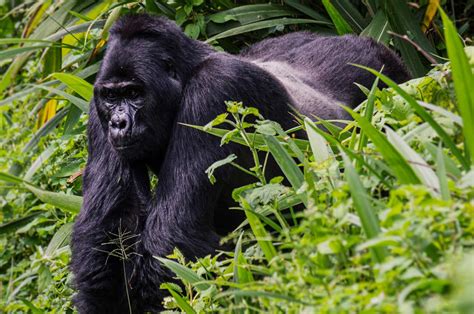 5 Days Uganda Gorilla Trekking Safari Light On Africa