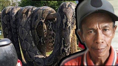 Cerita Amad Yang Sudah 40 Tahun Jadi Pemburu Ular Piton Masuk Rawa Tangkap Ular 15 Meter