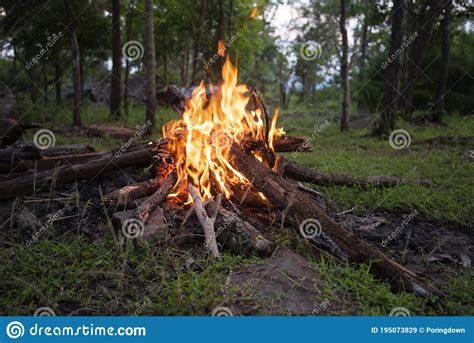 Bonfire Forest Fire Camping Burning Wood Stock Image Image Of Night