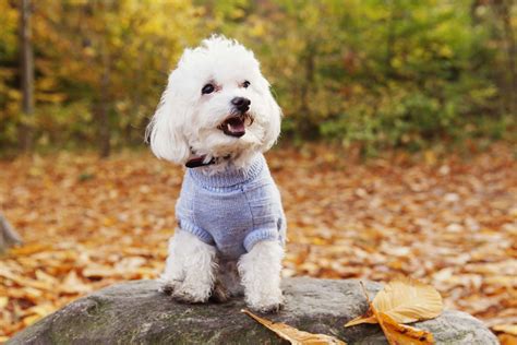 Top 8 Cute Small Dogs That Dont Shed Cute Small Dogs Dog Breeds