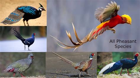 All Pheasant Species In The World Pheasant Breeds Types Of Pheasant