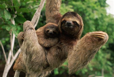 Hewan Sloth Homecare24