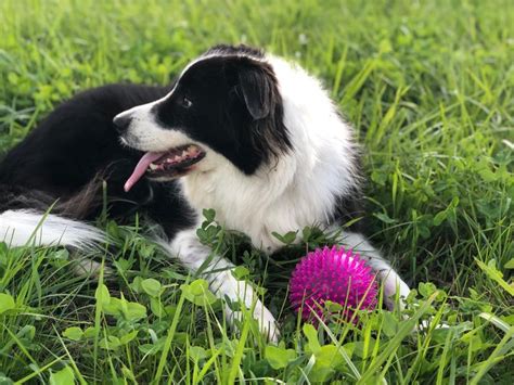 They may choke, i have always found the best thing for puppies are the denta bones and getting soup bones from the butcher shops. Can Puppies Have Rawhide?