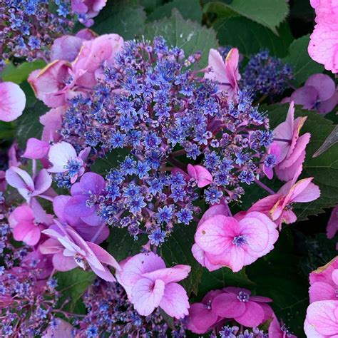 Their large, round flower heads are what distinguish them from other flowers. Hydrangea serrata Tuff Stuff from @provenwinners Winners ...