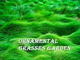 Landscape Design Using Ornamental Grasses Pictures
