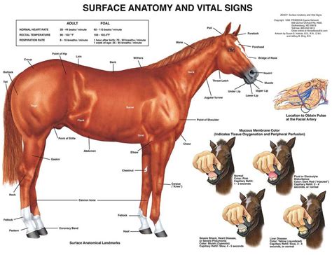Equine Surface Anatomy Chart Horse Science Prints