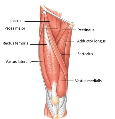 The single bone in the thigh is called the femur. Anterior Compartment of Thigh , Muscles -their action and ...