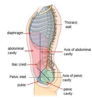 If it hurts still in. Block 3 Packet 21 Anterior Abdominal wall at American University Of The Caribbean School Of ...