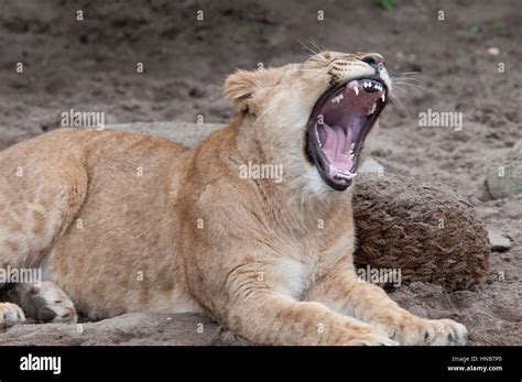 Yawning Lion Laying Lazy In The Sun Stock Photo Alamy
