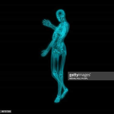 Human Skeleton X Ray High Res Illustrations Getty Images