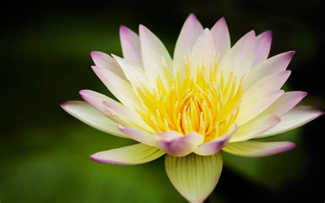 Pictures Of Lotus Flowers All New Wallpaper