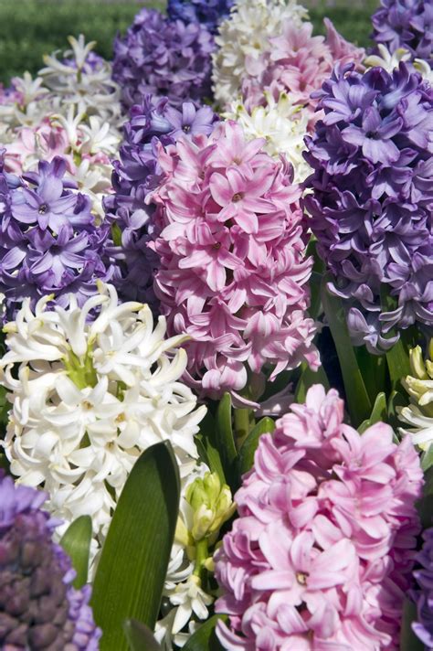 In this earth collection we have 28 wallpapers. Dutch hyacinth - Discover flower bulbs