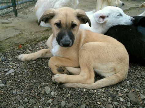 Ma per fortuna sono stati salvati. Otto cuccioli di 4 mesi da adottare, anche subito. FOTO ...