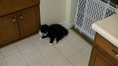 They can show the soft tissues, blood vessels, and bones in various parts of the body. Symptoms of Stroke In Cat - YouTube