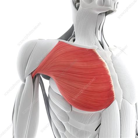 Chest Muscle Artwork Stock Image F0063097 Science Photo Library