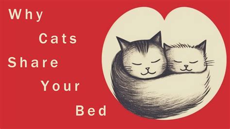 Ever Wondered Why Your Cat Loves Sleeping With You Discover These 6