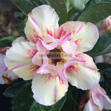 Give adenium obesum (desert rose) plants high light 6 hours or more daily. Фотокаталог адениумов для заказа | EXOTIC PLANT Редкие ...