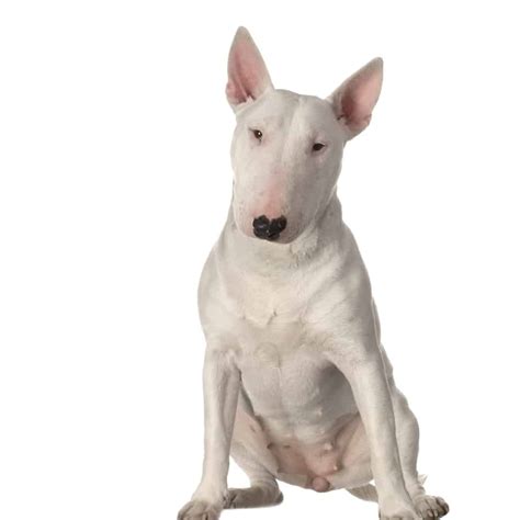 What Kind Of Dog Is The Miniature Bull Terrier Top Lap Dogs