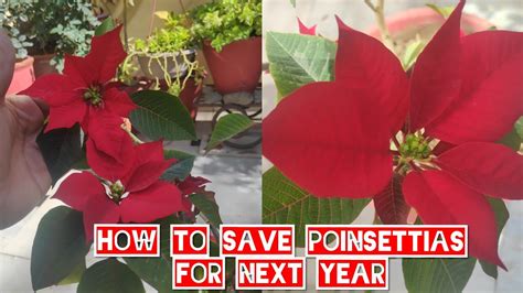 How To Save Poinsettia Plant For Next Yearhow To Get Red Leaves Of