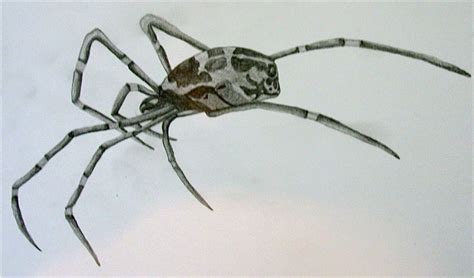 Spindly Spiders Spider Animals Insects