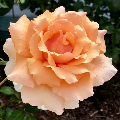 Just joey roses painting by karen armitage. Just Joey | Flowers, Rose, Plants