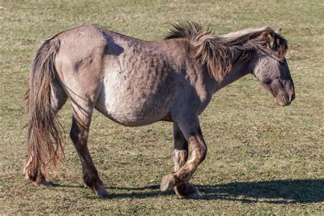 We did not find results for: Mare Gestation Calculator 2021 | Estimate Foaling Due Date ...