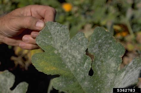 Dealing With Powdery Mildew In Harmony Sustainable Landscapes