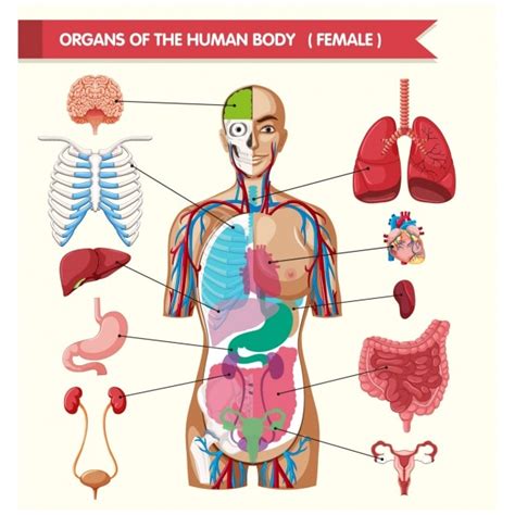 Órganos Del Cuerpo Humano Vector Premium