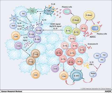 The Emerging Role Of B Cells In Tumor Immunity Cancer Research