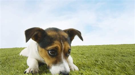 Newest gilbert real estate listings. Dog Training Gilbert | In-Home Dog Trainer Gilbert Az | Dog Behaviorist